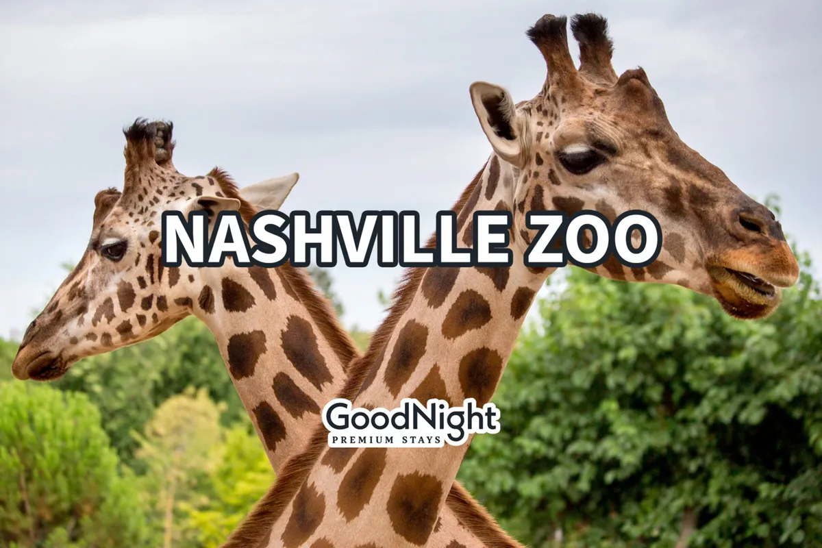 Two giraffes stand in a lush, green habitat at the Nashville Zoo, offering a close-up view ideal for families and children. The joyful mood and natural setting make it perfect for animal watching and exploring educational exhibits.